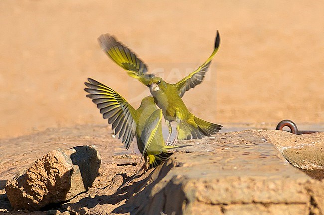 Two European Greenfinch (Carduelis chloris) fighting on the ground in Spain. stock-image by Agami/Rafael Armada,