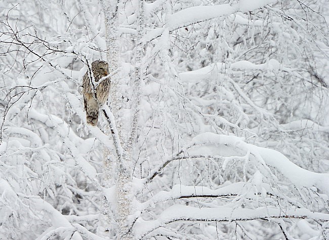 Oeraluil, Ural Owl stock-image by Agami/Jari Peltomäki,