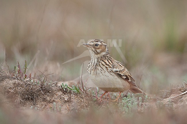 Woodlark (Lullula arborea ssp. arborea); Germany, adult stock-image by Agami/Ralph Martin,