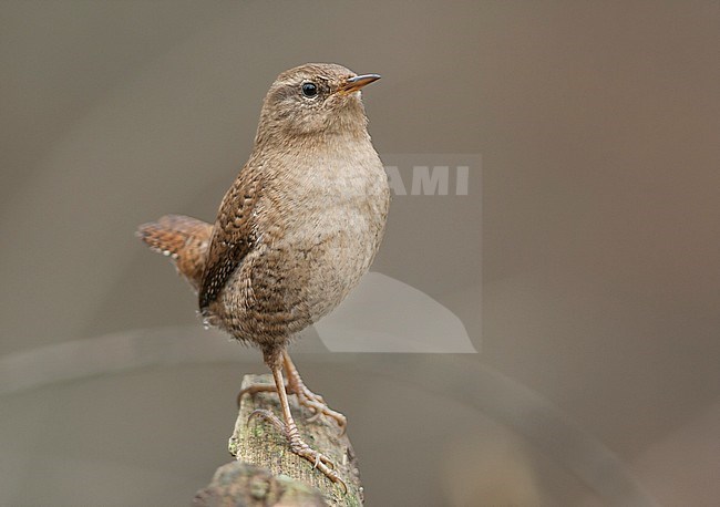 Northern Wren - Zaunkönig - Troglodytes troglodytes ssp. troglodytes, Germany, adult stock-image by Agami/Ralph Martin,