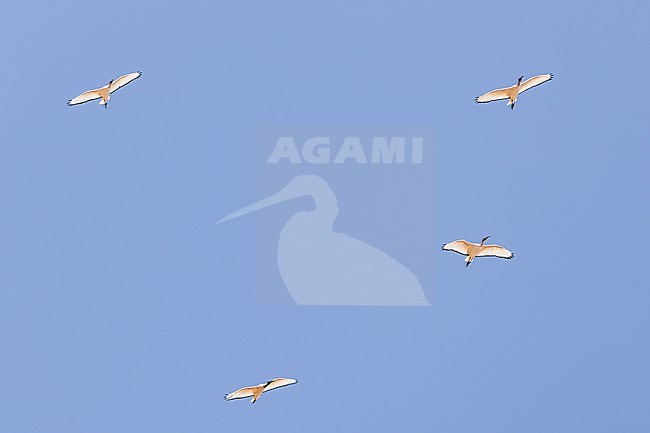 African sacred ibis (Threskiornis aethiopicus) group in flight in Tanzania. stock-image by Agami/Dubi Shapiro,