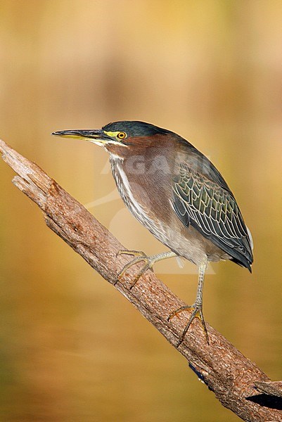 Adult non-breeding
Maricopa Co., AZ
November 2006 stock-image by Agami/Brian E Small,