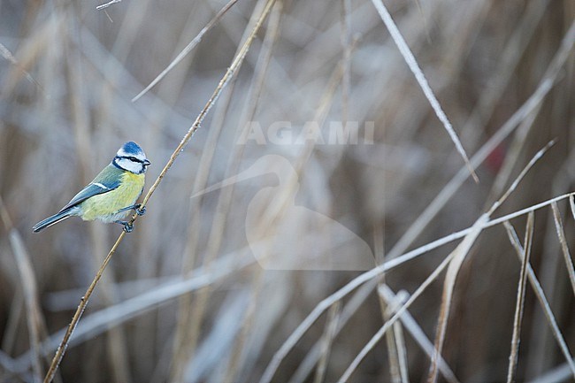 Blue Tit (Cyanistes caeruleus ssp. caeruleus), Germany (Baden-Württemberg) perched in winter stock-image by Agami/Ralph Martin,