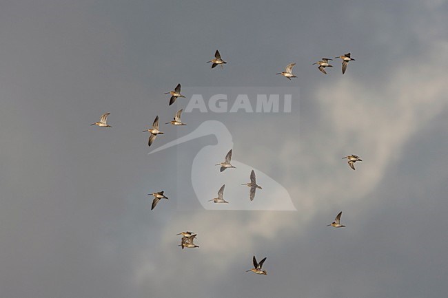 Groep Watersnippen in de vlucht; Group of Common Snipe in flight stock-image by Agami/Arie Ouwerkerk,