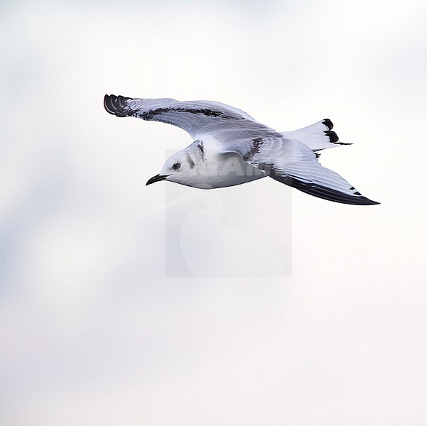 First-winter Black-legged Kittiwake (Rissa tridactyla) in Vardo harbour, North Norway. Seen in flight against a pale white sky. stock-image by Agami/Marc Guyt,