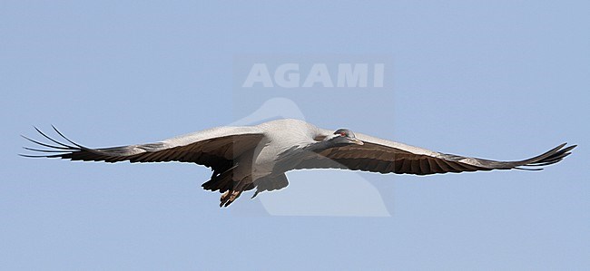 Jufferkraanvogel in vlucht; Demoiselle Crane (Anthropoides virgo) in flight stock-image by Agami/James Eaton,