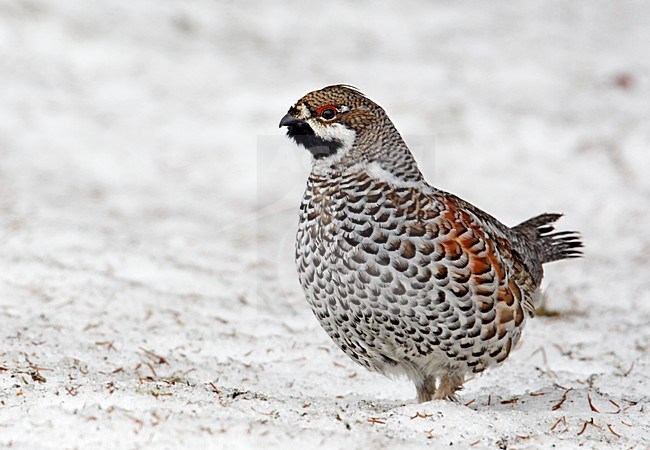 Hazelhoen in de winter; Hazel Grouse in winter stock-image by Agami/Markus Varesvuo,