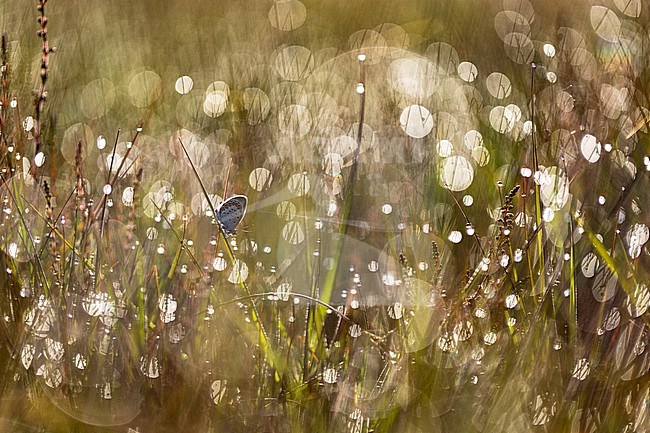 Heideblauwtje, Silver-studded Blue, Plebejus aragus stock-image by Agami/Wil Leurs,