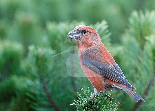 Male Parrot Crossbill (Loxia pytyopsittacus) wintering in Finland. stock-image by Agami/Markus Varesvuo,