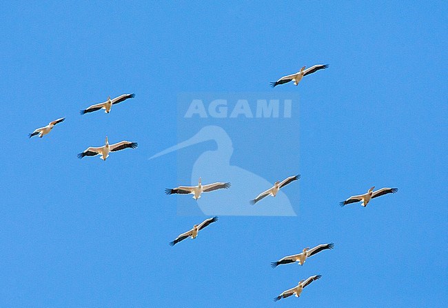 Great White Pelicans (Pelecanus onocrotalus) in flight during early summer in Donau Delta, Romania. stock-image by Agami/Marc Guyt,