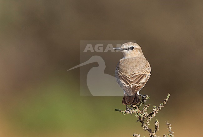 Isabelline Wheatear - Isabellsteinschmätzer - Oenanthe isabellina, Turkey, adult male stock-image by Agami/Ralph Martin,