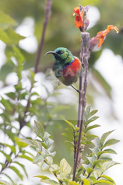 Forest Double-collared Sunbird (Cinnyris fuelleborni) male perched on a branch in Tanzania. stock-image by Agami/Dubi Shapiro,