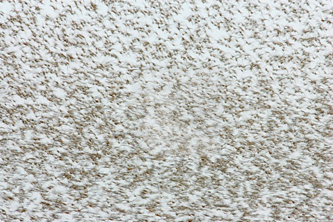 Steltlopers op hoogwatervluchtplaats; Waders at high tide stock-image by Agami/Menno van Duijn,