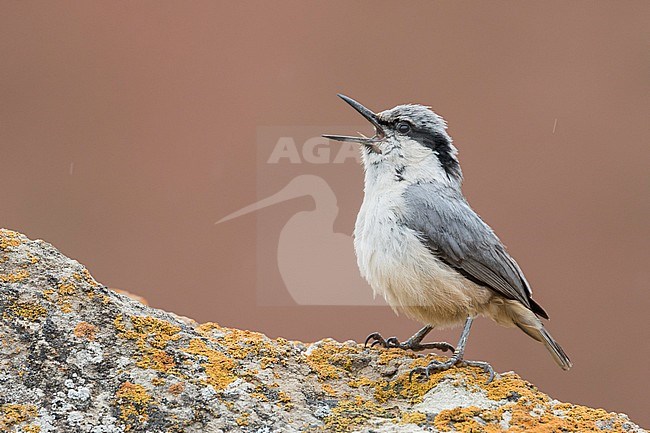 Eastern Rock Nuthatch - Klippenkleiber - Sitta tephronota ssp. tephronota, Kyrgyzstan, adult stock-image by Agami/Ralph Martin,