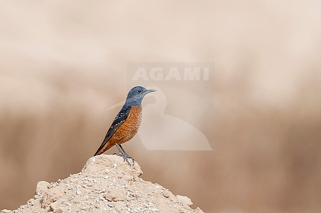 Male Rufous-tailed Rock Thrush (Monticola saxatilis) during spring migration at Yotvata, Israel stock-image by Agami/Marc Guyt,