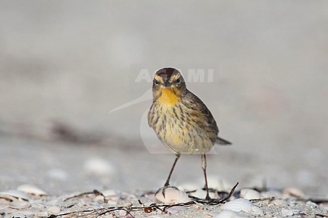 Palmzanger op het strand, Palm Warbler at the beach stock-image by Agami/Wil Leurs,