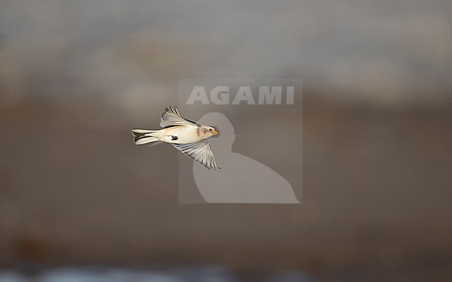 Snow Bunting (Plectrophenax nivalis nivalis) in flight at the beach near Esbjerg, Denmark stock-image by Agami/Helge Sorensen,