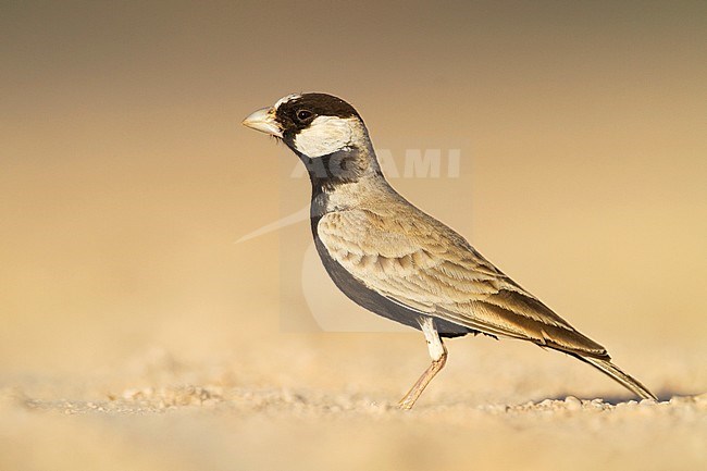 Eastern Black-crowned Sparrow-Lark - Weissstirnlerche - Eremopterix nigriceps ssp. melanauchen, Sultanate of Oman, adult male stock-image by Agami/Ralph Martin,