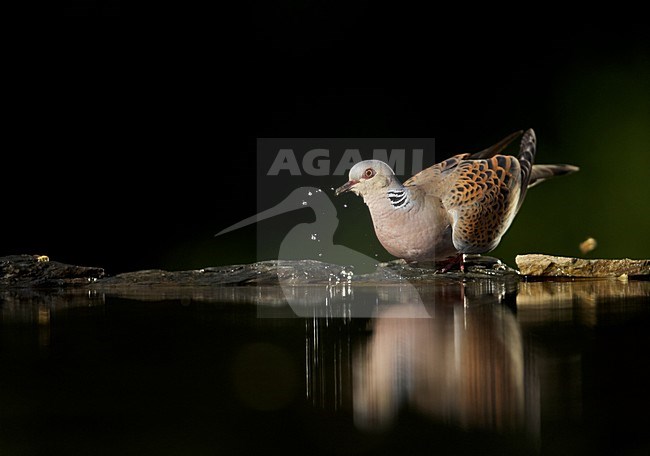 Drinkende Zomertortel; Drinking Turtle Dove stock-image by Agami/Markus Varesvuo,