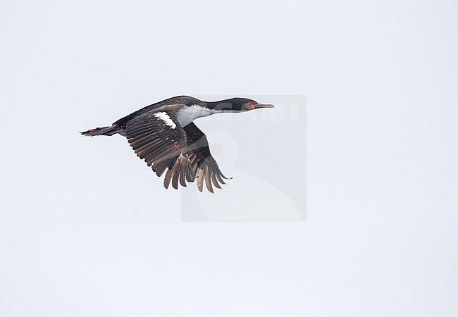 Bounty Shag (Leucocarbo ranfurlyi), also known as the Bounty Island shag, at the Bounty Islands in subantarctic New Zealand. Adult in flight, seen from the side. stock-image by Agami/Marc Guyt,