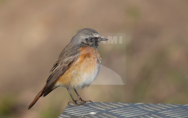 Male Common Redstart (Phoenicurus phoenicurus phoenicurus) perched at North Zealand, Denmark stock-image by Agami/Helge Sorensen,