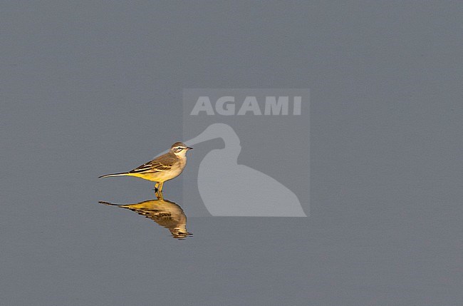Male Blue-headed Wagtail (Motacilla flava) in autumn plumage standing in a  Dutch lake during late evening with soft summer light. stock-image by Agami/Edwin Winkel,