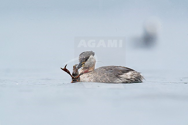 Roodhalsfuut; Red-necked Grebe stock-image by Agami/Alain Ghignone,