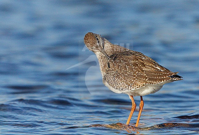 Redshank juv. (Tringa totanus) UtÃ¶ Finland August 2012 stock-image by Agami/Markus Varesvuo,