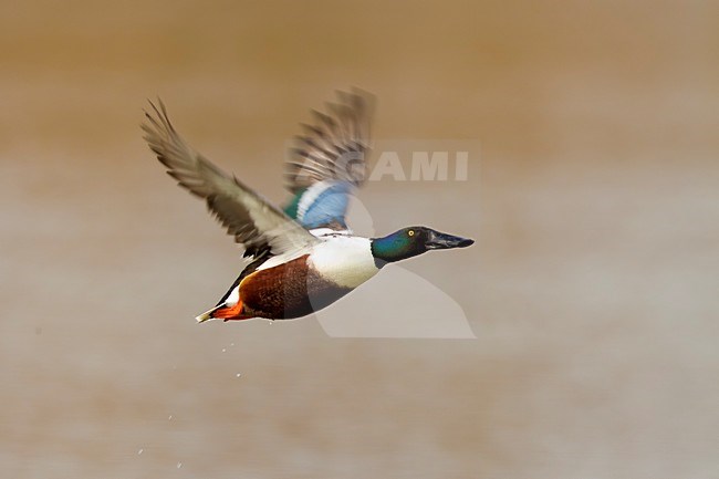 Mannetje Slobeend in de vlucht; Male European Shoveler in flight stock-image by Agami/Daniele Occhiato,