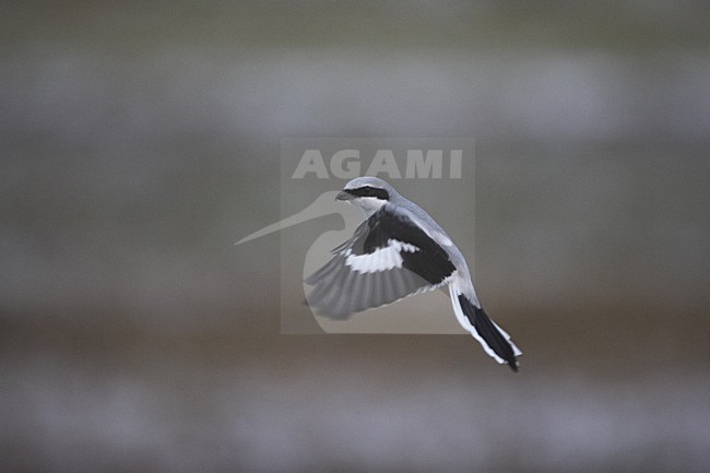 Great Grey Shrike adult hovering; Klapekster volwassen biddend stock-image by Agami/Jari Peltomäki,