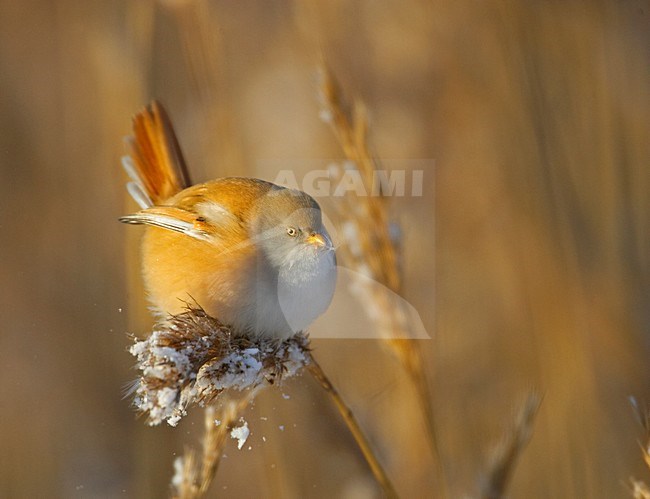 Vrouwtje Baardman in riet; Female Bearded Reedling in reedbed stock-image by Agami/Markus Varesvuo,