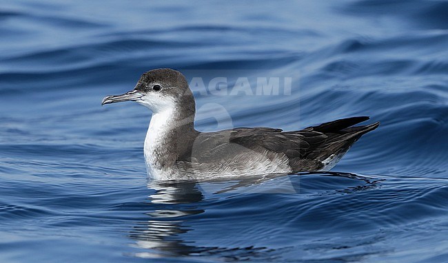 First-year Persian Shearwater (Puffinus persicus) off Mirbat in Oman. stock-image by Agami/Aurélien Audevard,