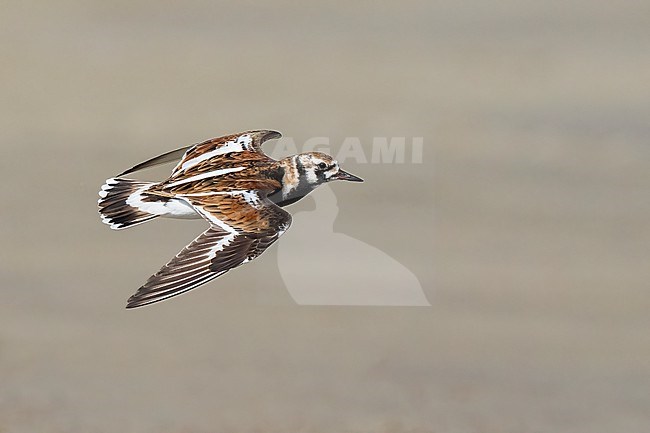 Adult female breeding
Galveston Co., TX
April 2023 stock-image by Agami/Brian E Small,