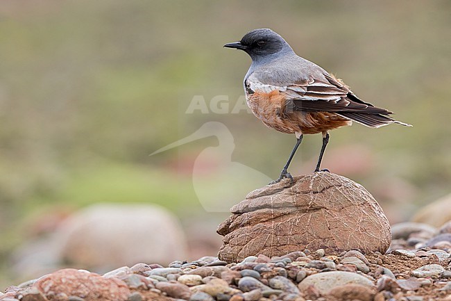 hocolate-vented Tyrant (Neoxolmis rufiventris) Perched on top of small rock in Argentina stock-image by Agami/Dubi Shapiro,