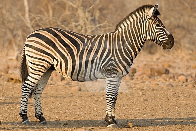 Steppezebra in Kruger Park; Plains Zebra at Kruger Parc stock-image by Agami/Marc Guyt,