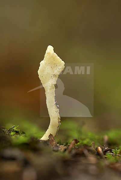 Rimpelige koraalzwam; Club Fungus; stock-image by Agami/Walter Soestbergen,