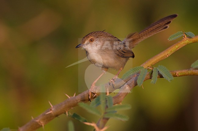 Gestreepte Prinia op een takje; Graceful Prina perched on a twig stock-image by Agami/Daniele Occhiato,