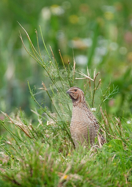 Adult Common Quail (Coturnix coturnix) in Dutch meadow. More often heard than seen with its characteristic call of 