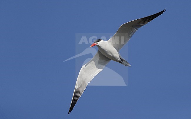 Adult Caspian Tern (Hydroprogne caspia) in flight at Ishøj Strand in Denmark. stock-image by Agami/Helge Sorensen,