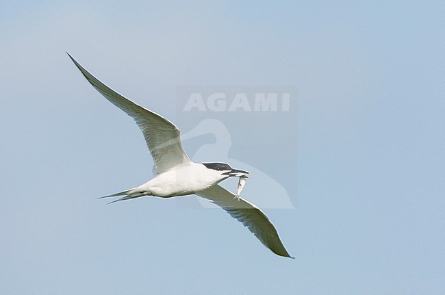 Adult Sandwich Tern (Sterna sandvicensis) with a fish in it’s bill flying towards the colony stock-image by Agami/Roy de Haas,