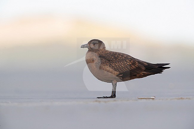 Juvenile Great Skua (Catharacta skua) on the beack of Terschelling in the Netherlands. stock-image by Agami/Arie Ouwerkerk,