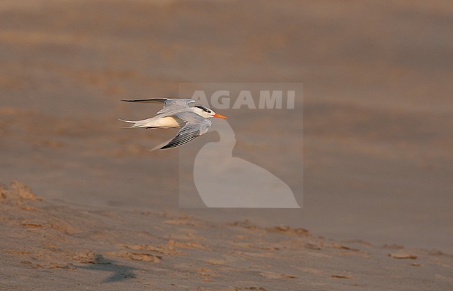 Royal Tern (Thalasseus maximus), in flight at Cape May, New Jersey, USA stock-image by Agami/Helge Sorensen,