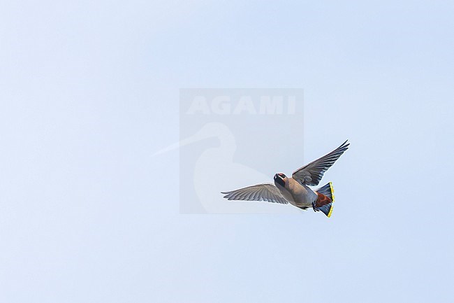 First-winter male Bohemian Waxwing (Bombicilla garrulus) on Texel, Netherlands. Catching insects in the air. stock-image by Agami/Marc Guyt,