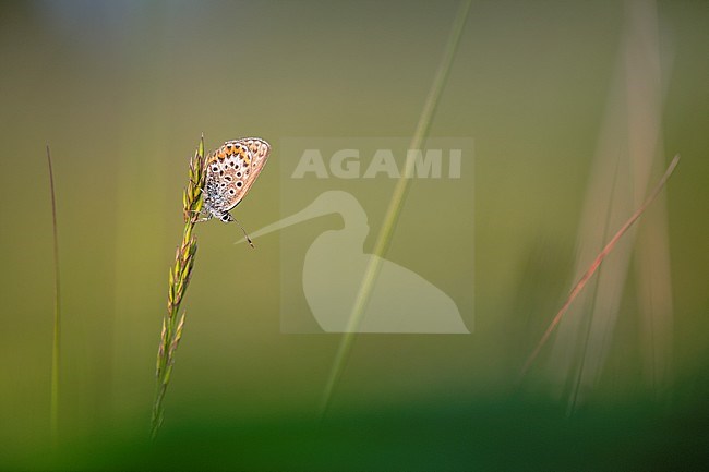 Heideblauwtje / Silver-studded Blue (Plebejus argus) stock-image by Agami/Wil Leurs,