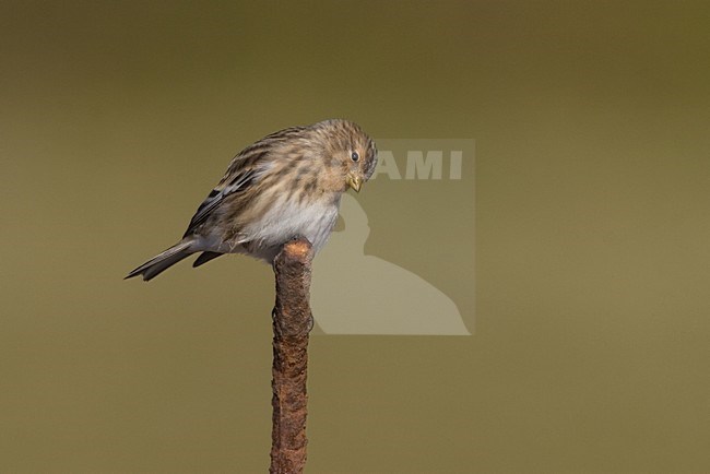 Frater; Twite stock-image by Agami/Harvey van Diek,