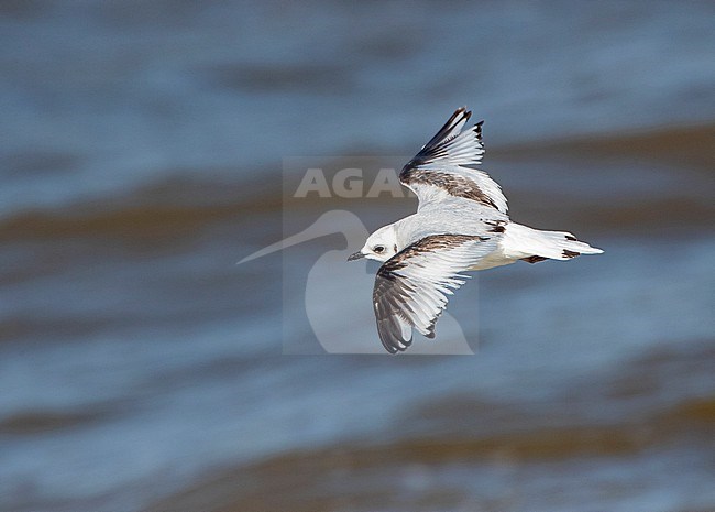 Immature Ross's Gull (Rhodostethia rosea) during spring at the harbour pier of Scheveningen,  Netherlands. A rare arctic vagrant. stock-image by Agami/Marc Guyt,