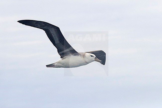 Black-browed Albatross (Talassarche melanophris), juvenile in flight, Western Cape, South Africa. stock-image by Agami/Saverio Gatto,