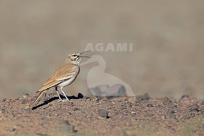 Singing adult Greater Hoopoe-Lark (Alaemon alaudipes) in the desert stock-image by Agami/Mathias Putze,