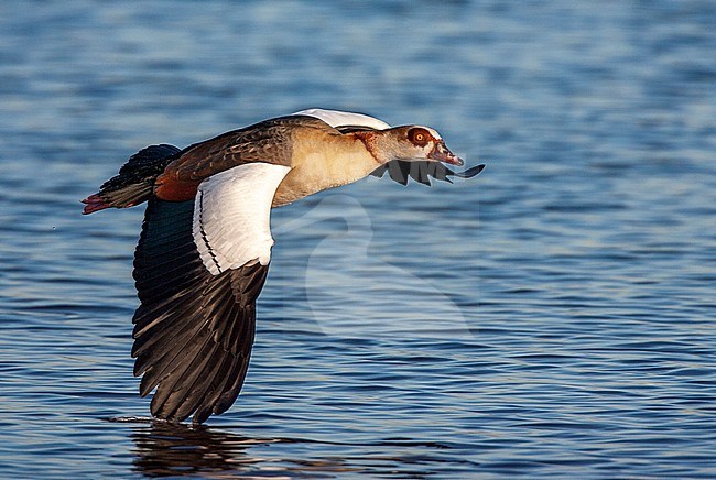 Adult Egyptian Goose (Alopochen aegyptiaca) in the Netherlands. Flying above the water. stock-image by Agami/Marc Guyt,