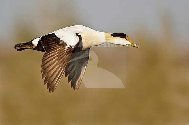 Common Eider (Somateria mollissima) flying in Churchill, Manitoba, Canada. stock-image by Agami/Glenn Bartley,